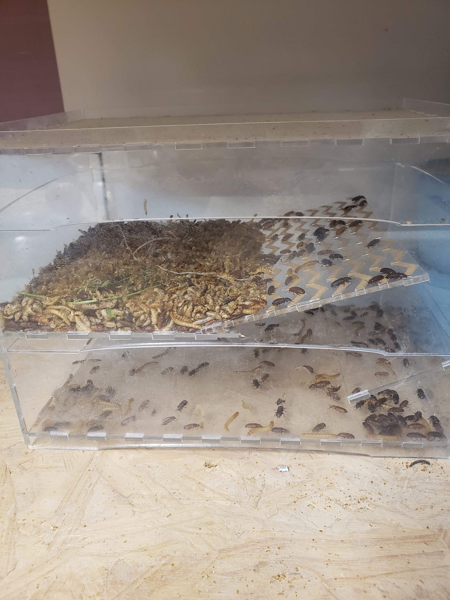 Beetle Self-Sorting Tray