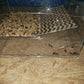 Beetle Self-Sorting Tray