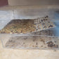 Beetle Self-Sorting Tray
