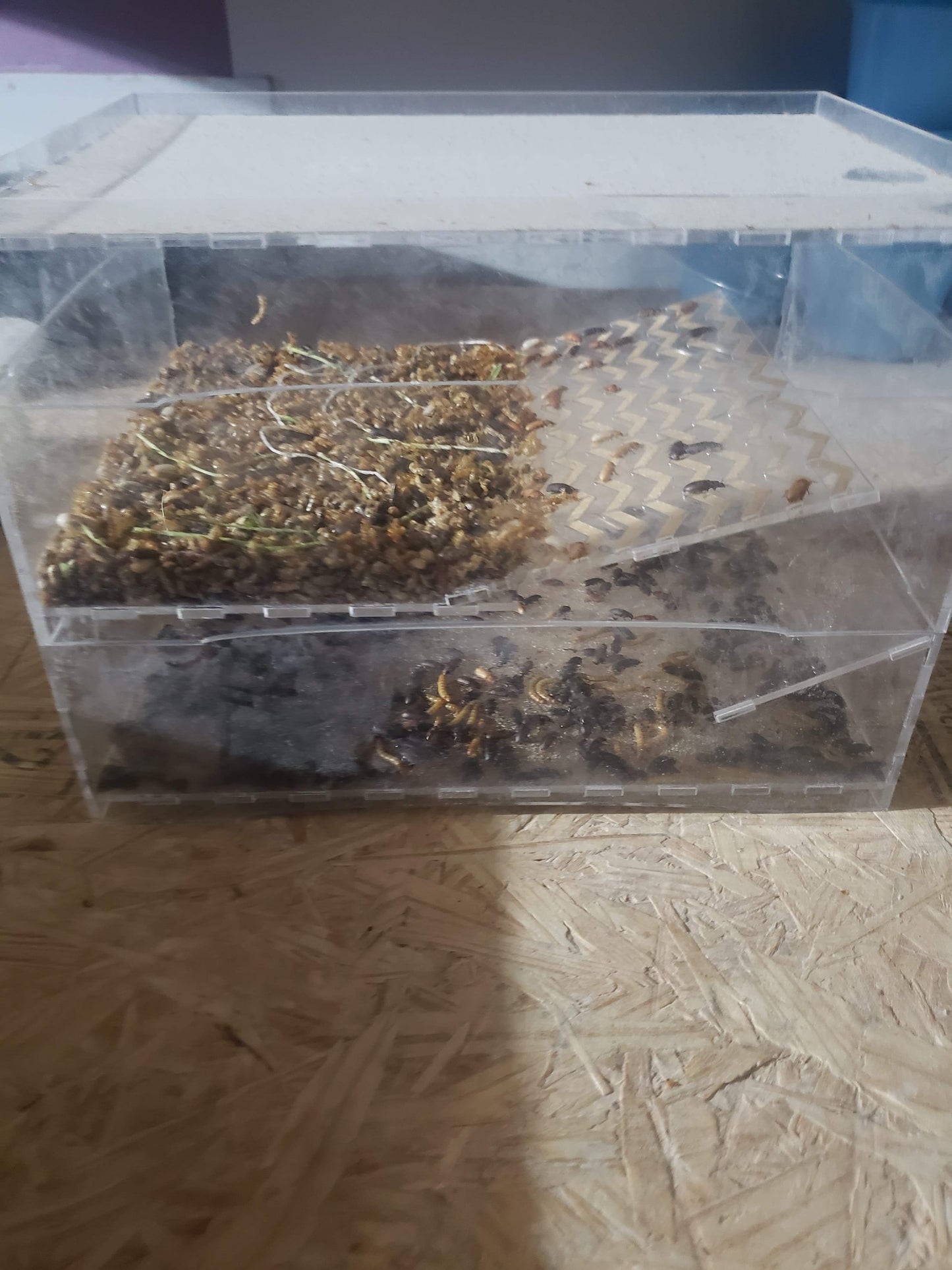 Beetle Self-Sorting Tray