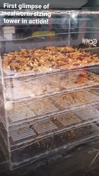 Stacking Mealworm Sizing Tower
